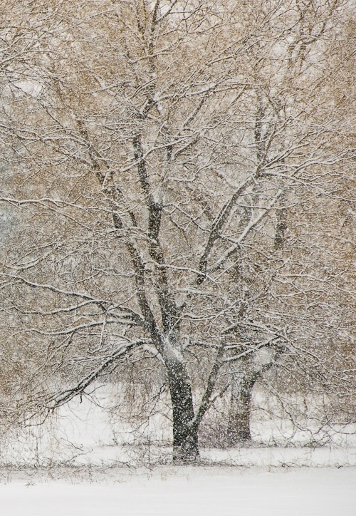 winter-trees-6