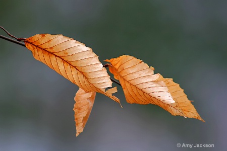 Golden Leaves