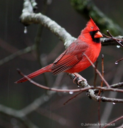 Cardinal--After the Rain