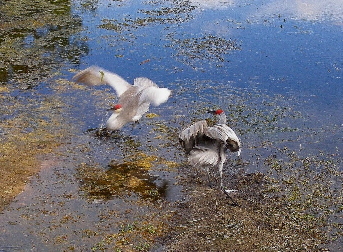 Sandhill Cranes 16