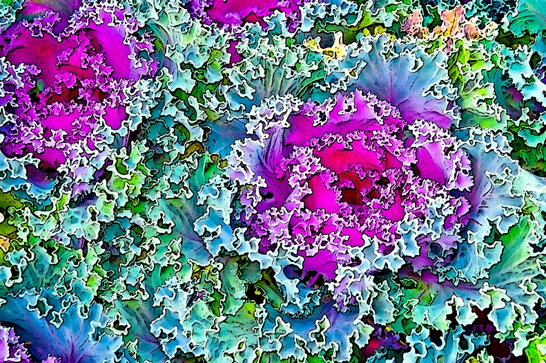 Ornamental Cabbage Abstract