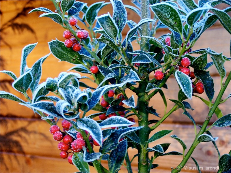 Frost/Holly