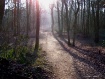 Into the Woods