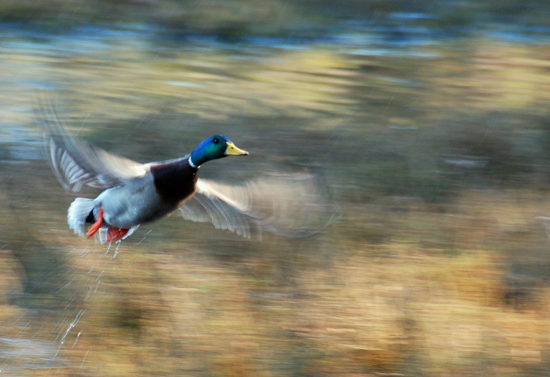 Rain, Duck, Wings