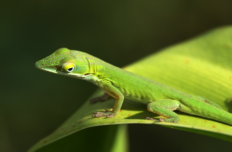 Pretty in Green