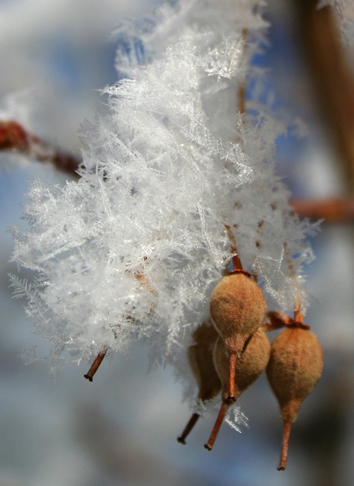 Frosted