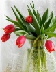 Tulips and lace