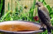 Hawk~Eye