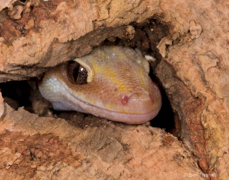 Australian Velvet Gecko