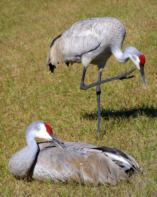 Sandhill Crane 12