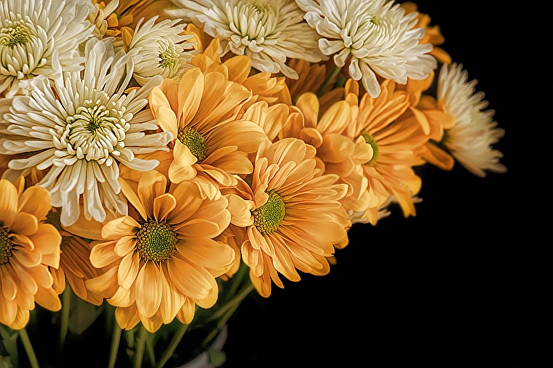 Chrysanthemums