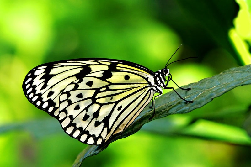 Paper Kite Butterfly