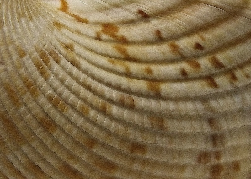 Seashell patterns