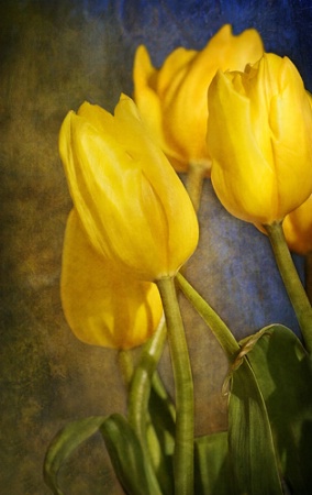 Katie's Tulips