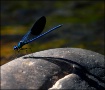 Paint in blue