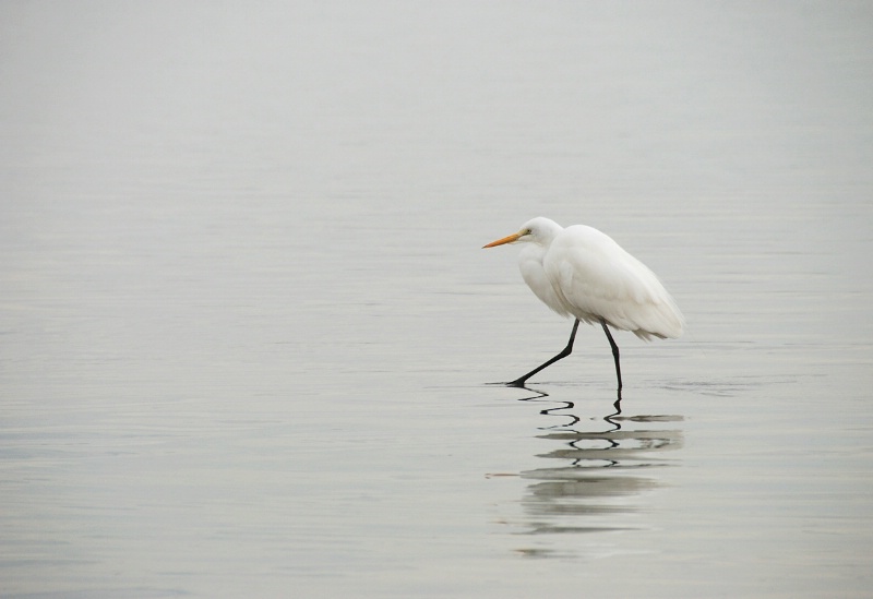 Egret Alone