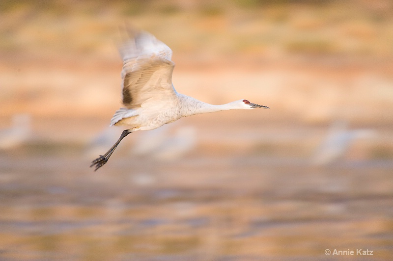 a crane blur - ID: 7805104 © Annie Katz