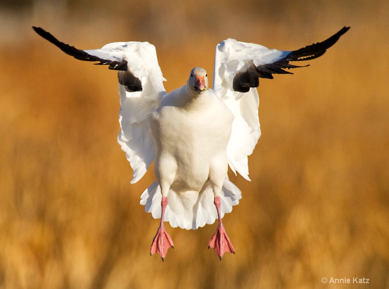 goose during landing - ID: 7805178 © Annie Katz