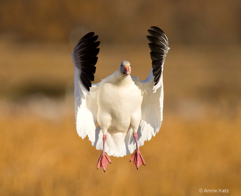 snow goose - ID: 7805274 © Annie Katz