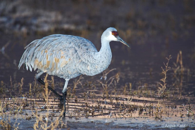 wading - ID: 7805285 © Annie Katz