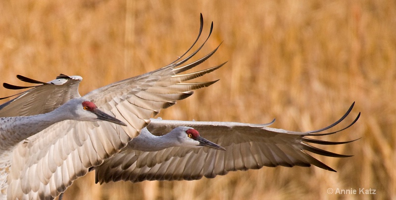 wings of cranes - ID: 7805287 © Annie Katz
