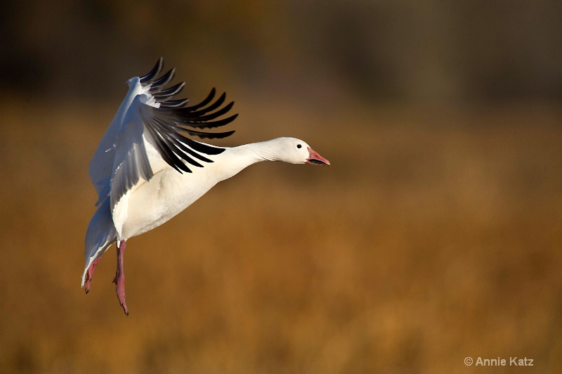 goose side  1 - ID: 7805507 © Annie Katz