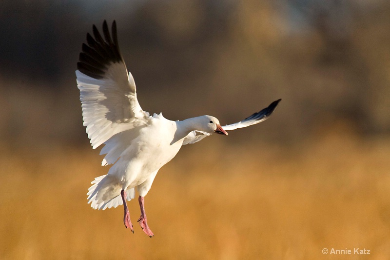 snow goose  1 - ID: 7805519 © Annie Katz