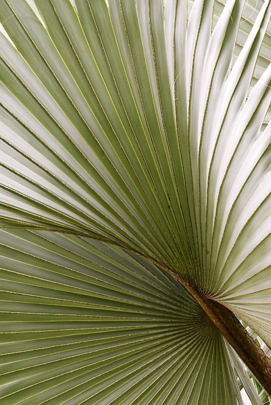 palm