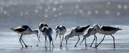 Avocets