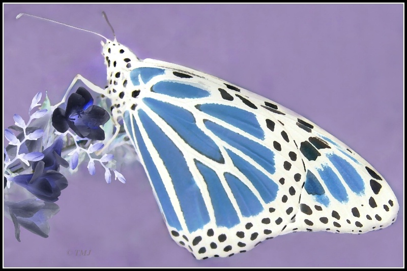 Negative Monarch Butterfly - ID: 7807236 © Theresa Marie Jones