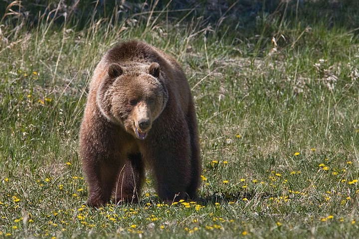 Growly Grizzly