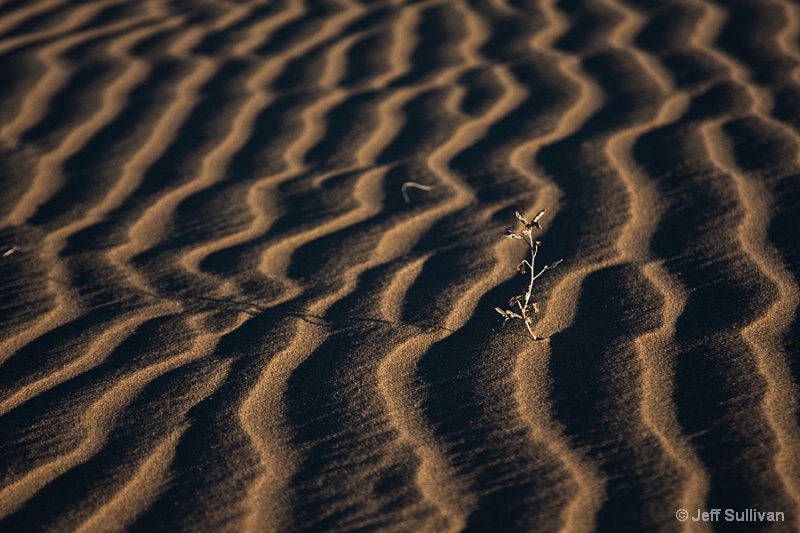 Life on Kelso Dunes