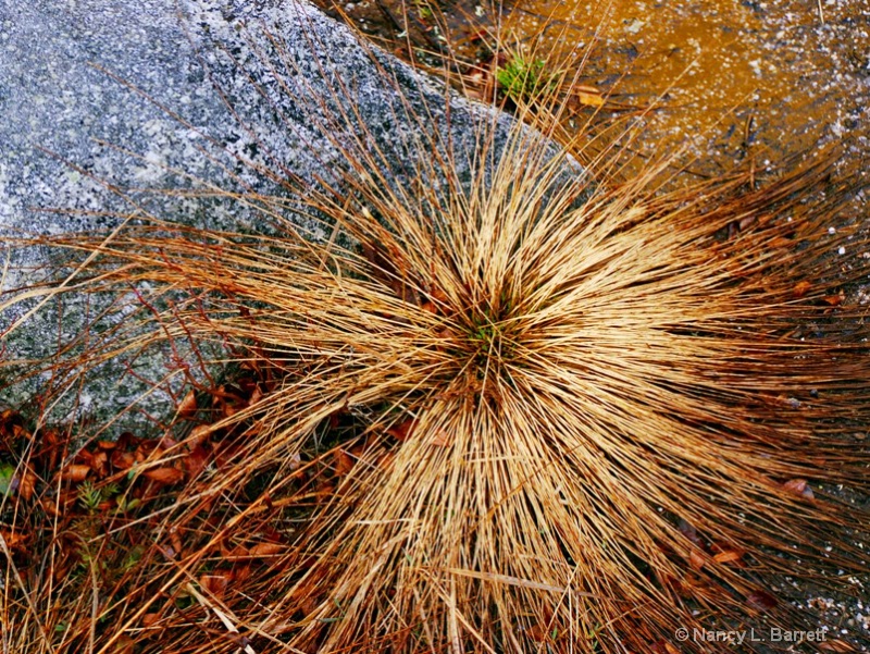 Barrens Grass