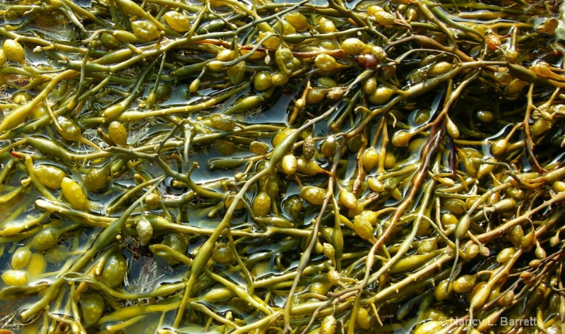 Seaweed Detail