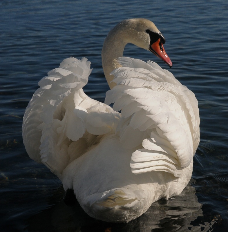 Swan Series 09  #1