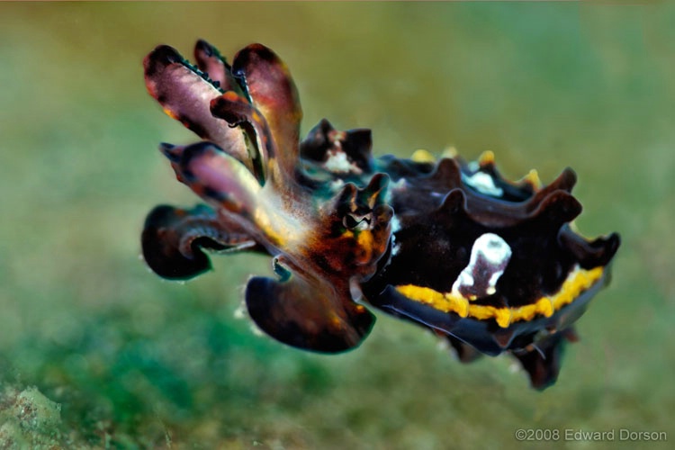 Flamboyant Cuttlefish_1 - ID: 7808537 © Edward Dorson