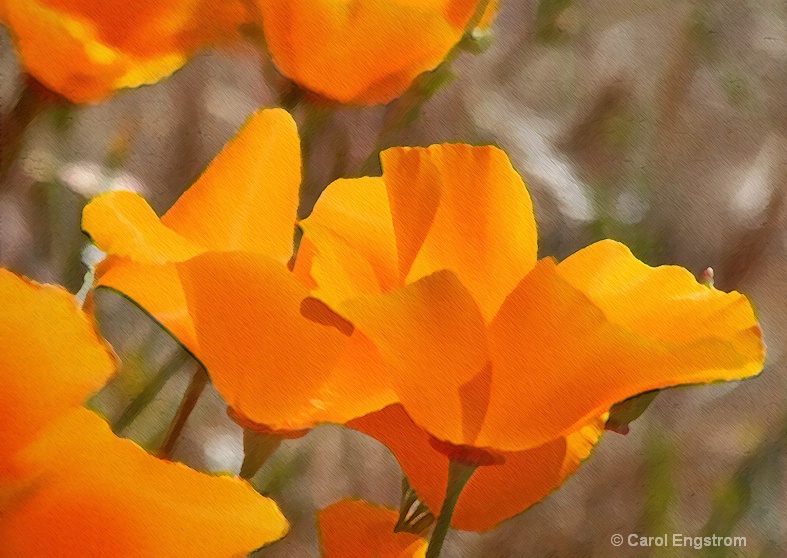 California Poppies 2