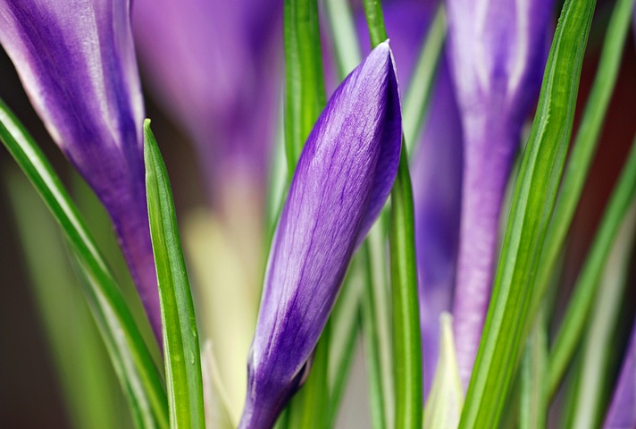 Purple Crocus