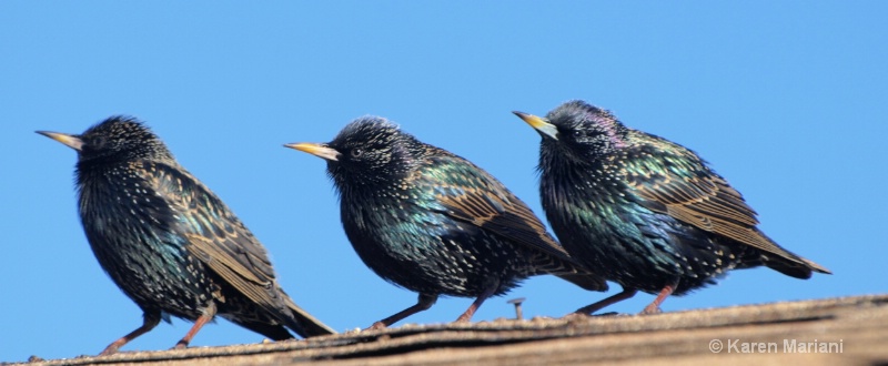 THREE STARLINGS 