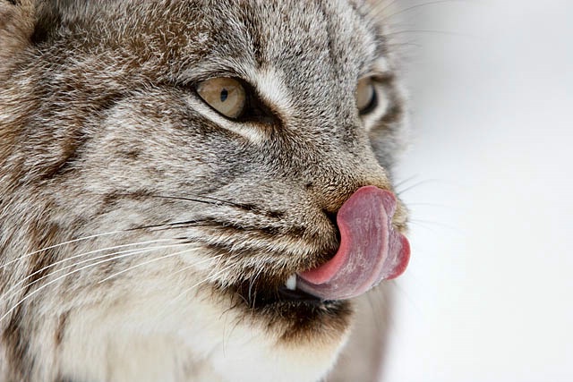 Lynx Lick