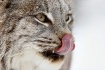 Lynx Lick