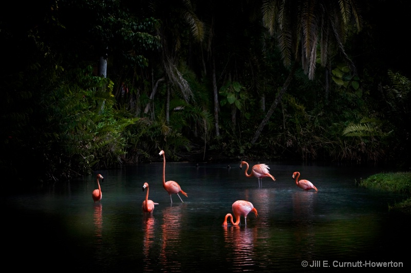 The Flamingo's
