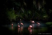 The Flamingo'...