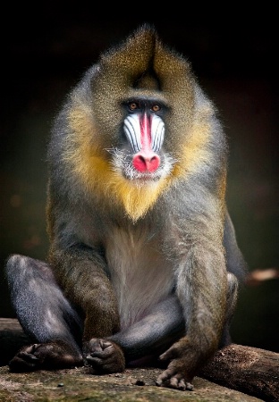 Mandrill