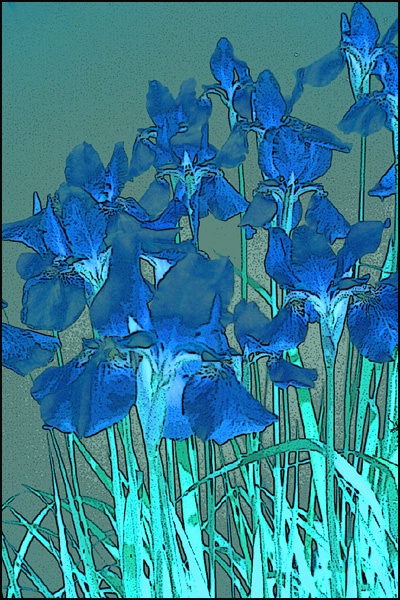 Irises Reverse card