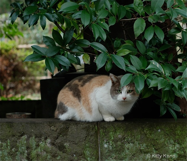 Cat with Green Eyes - ID: 7814591 © Kitty R. Kono