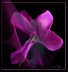 "Cyclamen Fra...