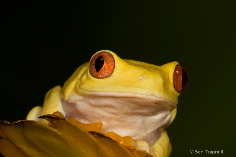Albino Red-eyed Tree Frog
