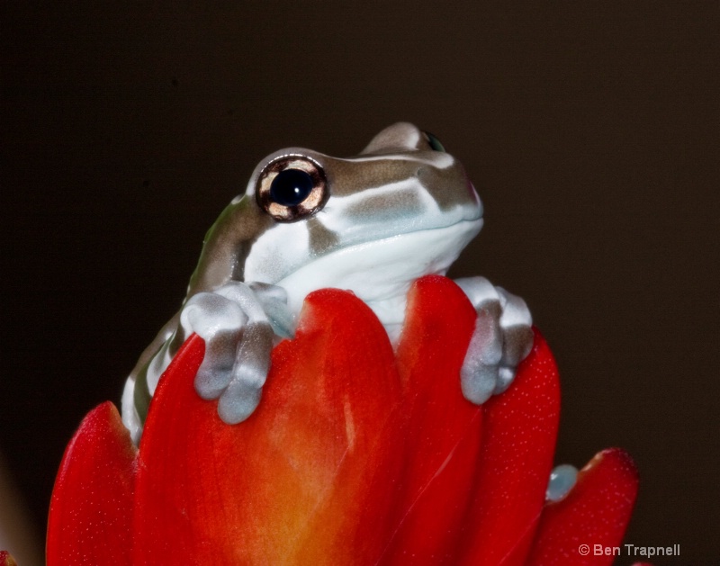 Amazon Milk Frog (Trachycephalus resinifictrix)