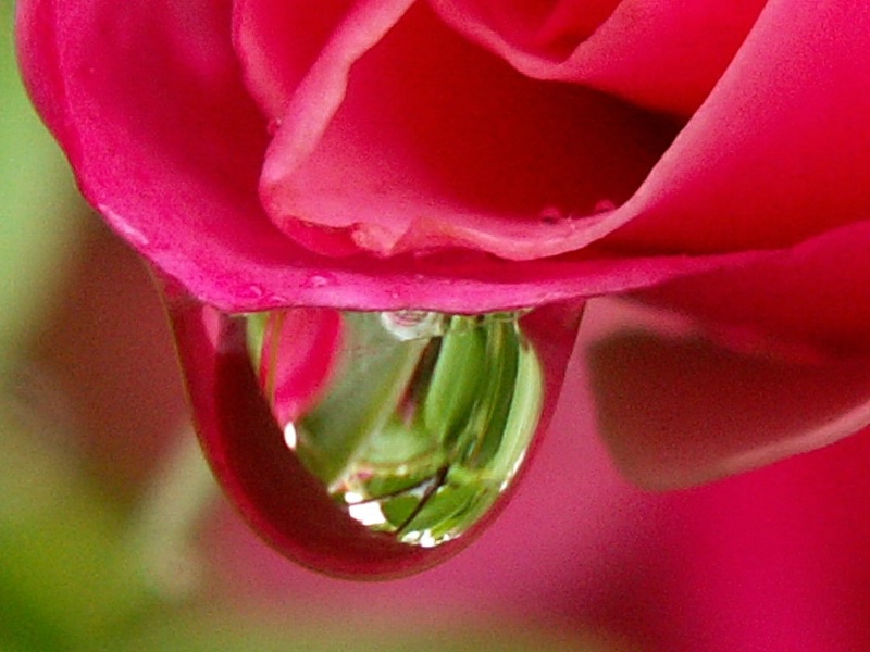 Rose Drop